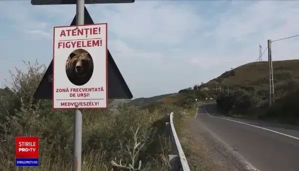 Urșii, o prezență obișnuită în zonele turistice. Autoritățile au amplasat indicatoare care îi avertizează pe trecători