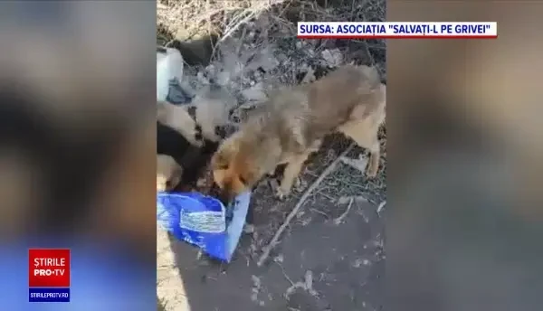Adăposturile de câini din București și Ilfov sunt pline. Cei care îi abandonează riscă pedepse aspre