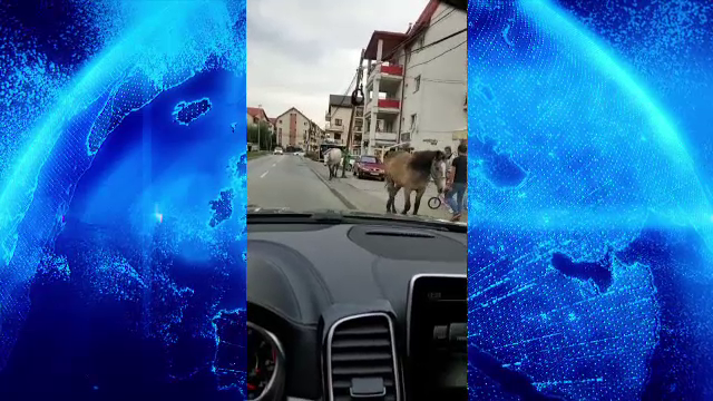 Caii se plimbă nestingheriți pe străzile din Florești. Ce au pățit proprietarii