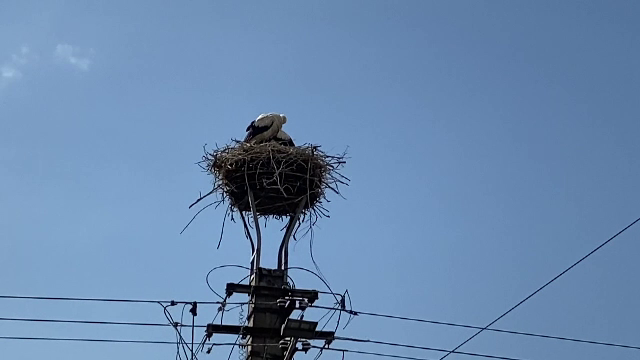 Alertă falsă din cauza unor pui de barză. Ce au crezut oamenii că s-a întâmplat în cuibul acestora