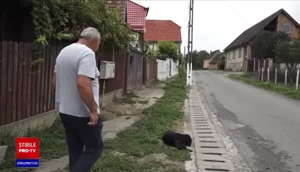 Un câine din Mureș își așteaptă de doi ani stăpânul în fața curții. Omul a murit fulgerător