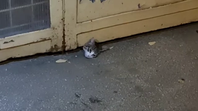 Misiune de salvare mai puțin obișnuită, în Pitești. O pisică a rămas blocată sub o ușă