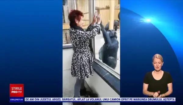 Interzis la zoo pentru o femeie, din cauza relației nesănătoase pe care o are cu un cimpanzeu