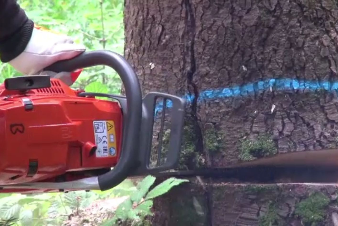 Concursul „Drujba de aur” și-a găsit câștigătorul. Care a fost premiul