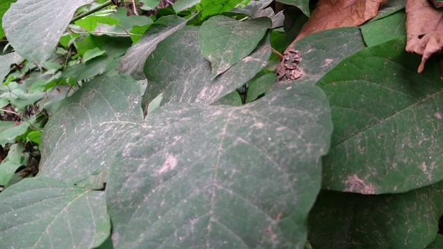 ”Ninge” cu rumeguș într-un oraș din Maramureș, iar localnicii sunt disperați. Ce spune primarul