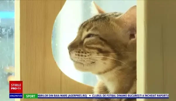 Pet-cafe-urile, o soluție pentru anxietate și stres. Au devenit foarte populare în Asia