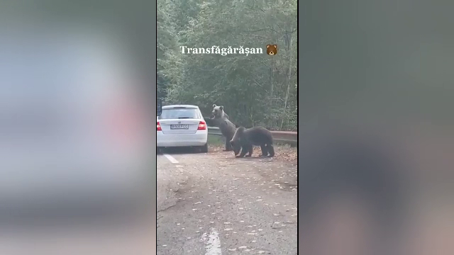Scene incredibile pe Transfăgărășan. O femeie a scos capul pe geamul mașinii lângă doi urși, fiind atacată