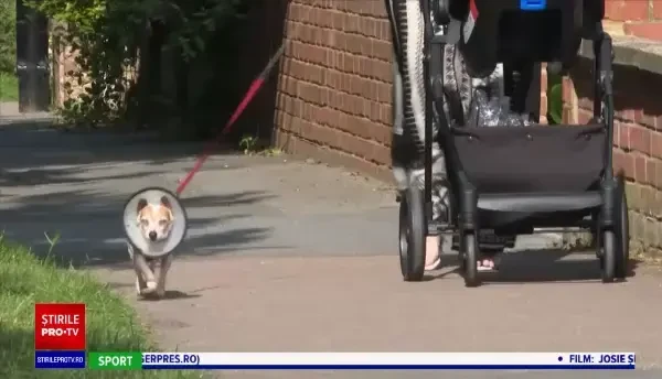 Englezii descoperă că Brexitul i-a lăsat și fără veterinari. Asta după ce numărul animalelor de casă a explodat în pandemie