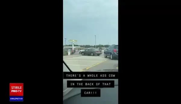 VIDEO. Un șofer a mers la fast-food cu o vacă pe bancheta din spate a mașinii. Imaginile au devenit virale