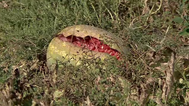 Fermierii refuză să mai recolteze pepenii. Prețul care li se oferă pe marfă este mult prea mic