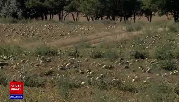 Fermierii refuză să mai recolteze pepenii. Prețul care li se oferă pe marfă este mult prea mic