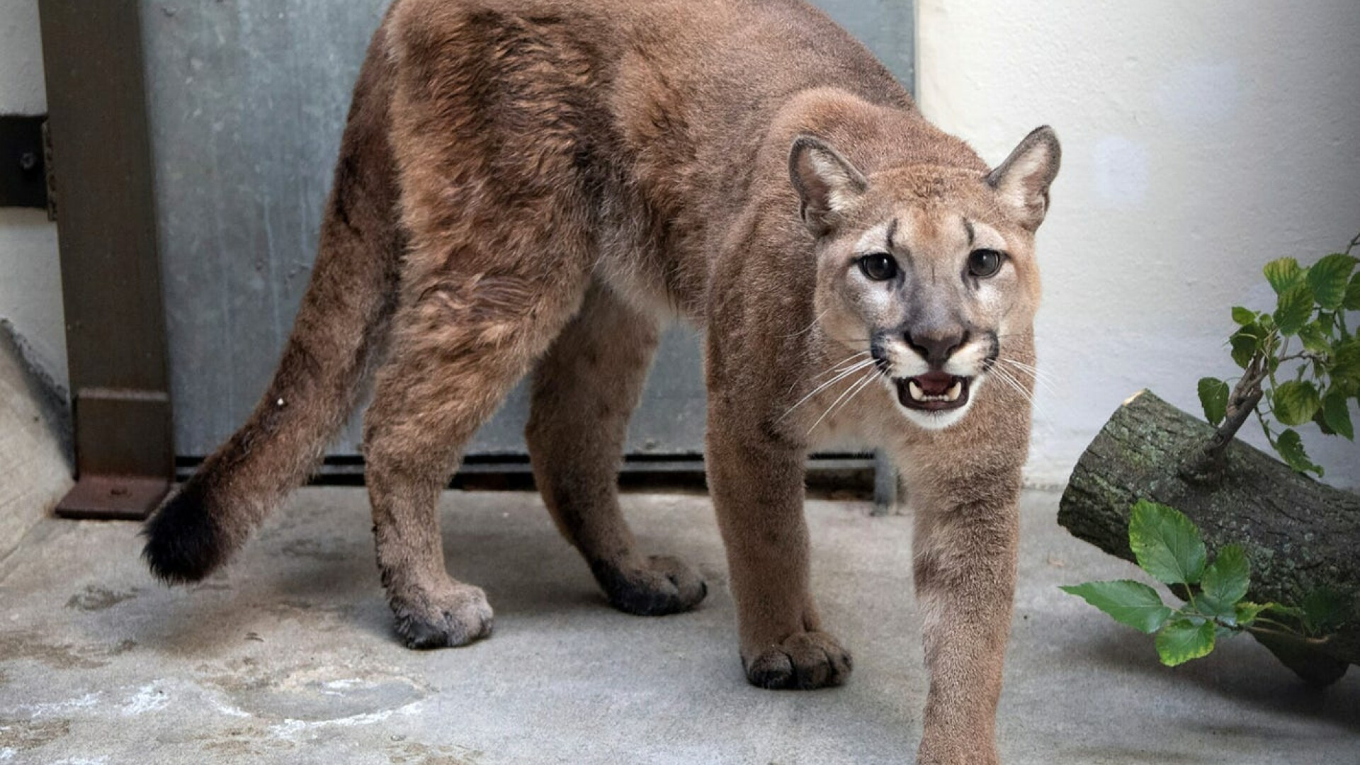 Animalul sălbatic salvat din apartamentul unei femei. S-a speriat când a văzut cât mult a crescut