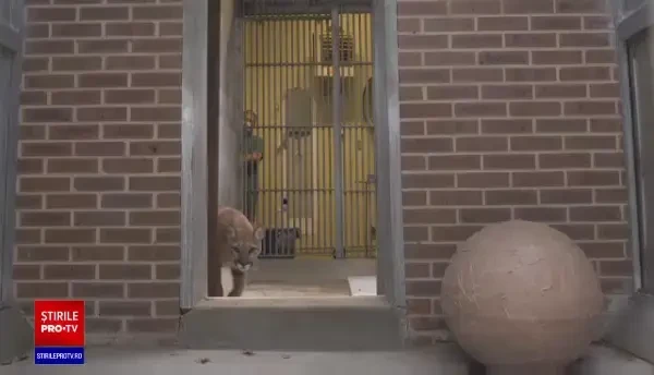 Animalul sălbatic salvat din apartamentul unei femei. S-a speriat când a văzut cât mult a crescut