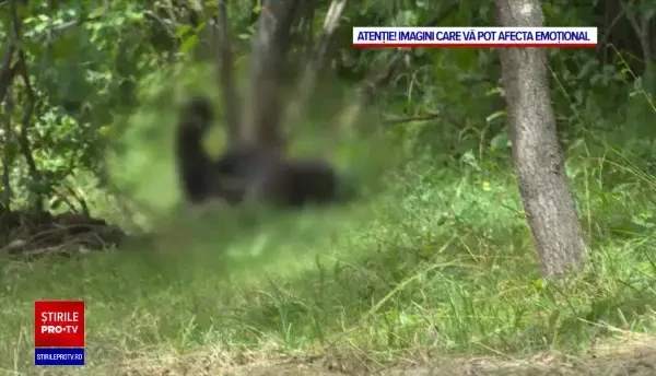 Trei bărbaţi au prins un urs și l-au ucis lent cu ajutorul unei sulițe. Au fost prinși când hăcuiau prada