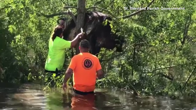 Uraganul Ida: o vacă, prinsă într-un copac, a fost salvată de oameni. Alte sute de animale și-au pierdut viața în inundații