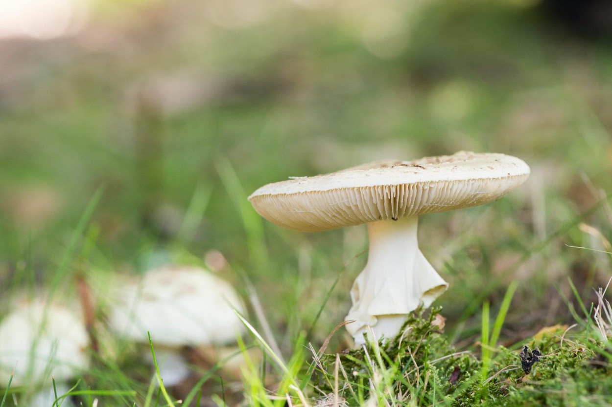 Un copil afgan, evacuat în Polonia, a murit după ce a mâncat ciuperci otrăvitoare