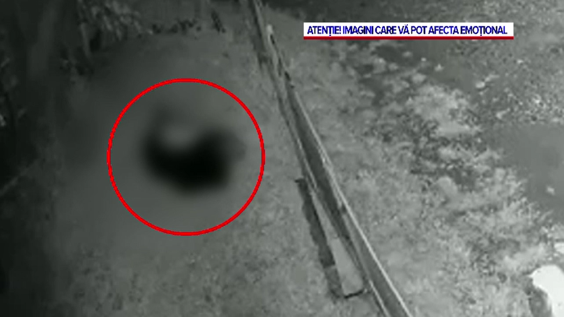 S-a dat alarma pe Valea Dâmboviței. Un urs a fost filmat în timp ce sfâșia o oaie într-o curte