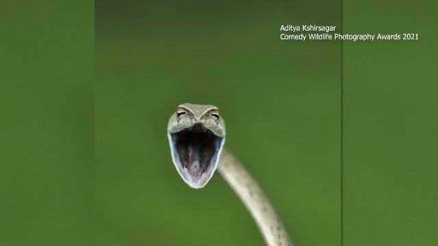 Un şarpe ce pare că râde în hohote sau o rață care joacă de-a v-ați ascunselea. Imaginile finaliste la un concurs inedit