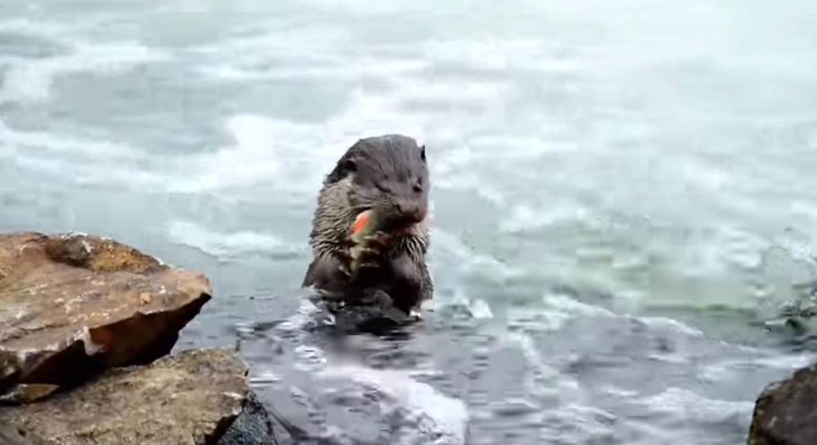O vidră a fost filmată în Oradea, în timp ce mânca un biban