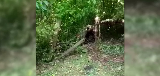 Un urs a fost găsit împușcat și tranșat sub un pod din Neamț. Poliția a deschis o anchetă