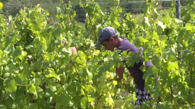 Viticultorii, în criză de zilieri pentru a culege podgoriile în acest an