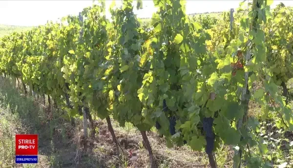 Viticultorii, în criză de zilieri pentru a culege podgoriile în acest an