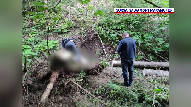 Sfârșit tragic pentru un bărbat din Borșa. A murit strivit de un copac chiar în fața soției