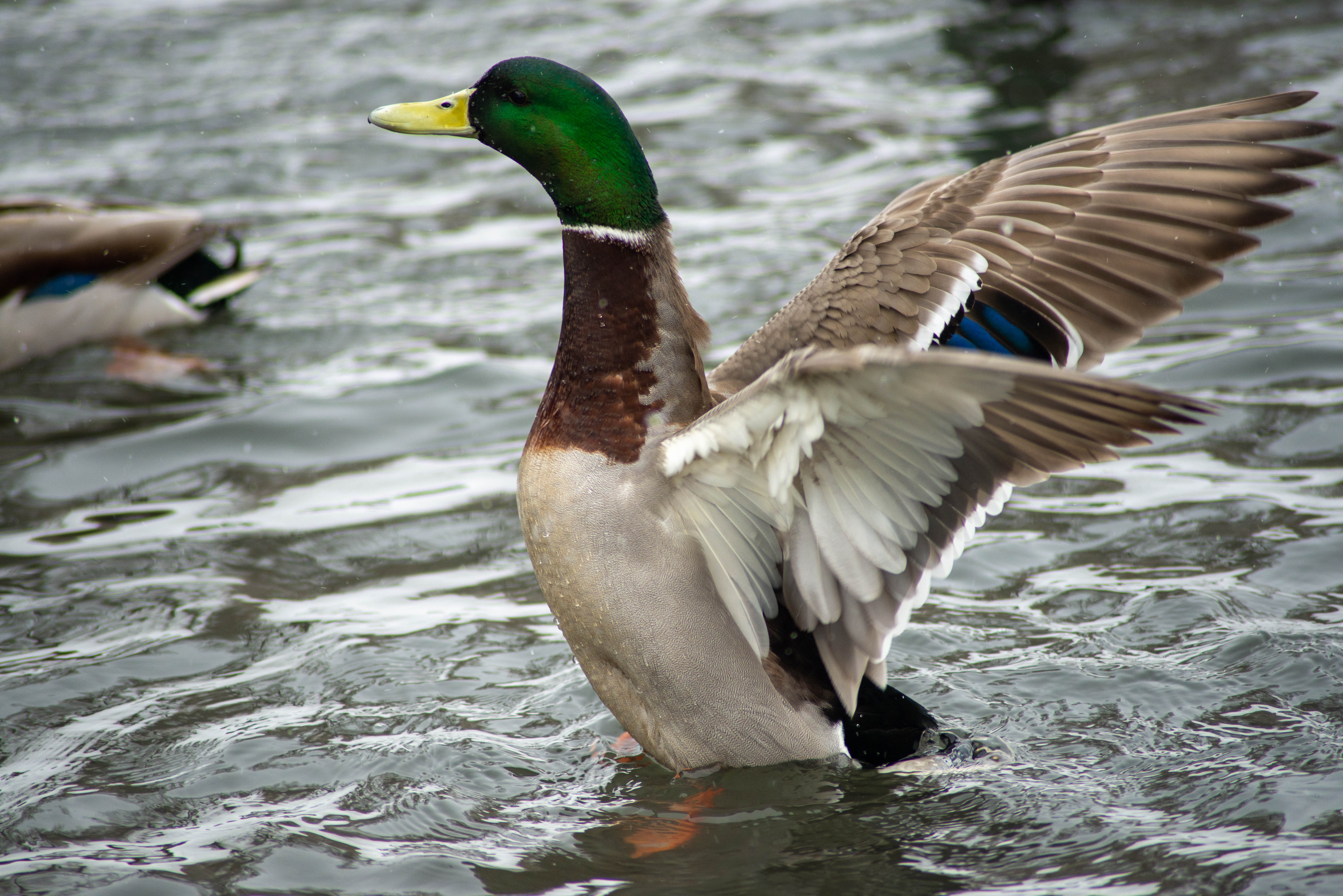 O rață a fost înregistrată când înjura "Prostul naibii". Rața de mosc australiană demonstrează că păsările pot imita vorbirea