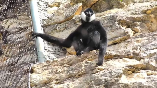 O grădină zoologică din Texas își vaccinează animalele anti-COVID. Medicii veterinari spun că este o măsură necesară