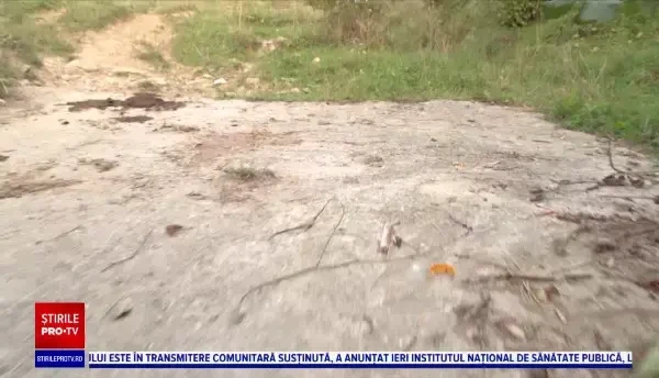 Un bărbat din Prahova a fost desfigurat de un urs. S-a trezit cu el în față în grădină