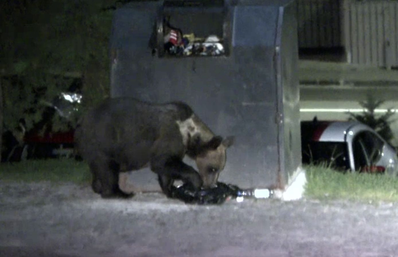 „Turismul RO-Alert” funcționează la Tușnad. Oamenii plătesc să vadă urșii gunoieri