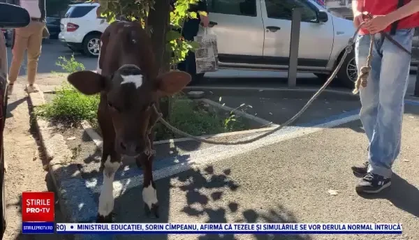 O tânără stabilită în Ucraina și-a terorizat vecinii după ce a adoptat un purcel și o văcuță pe care îi creștea în apartament