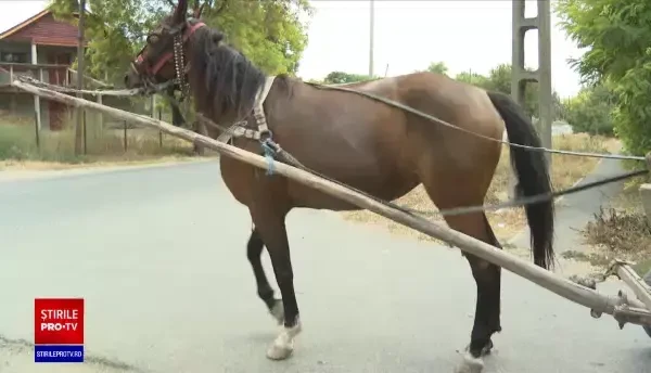 Un căruțaș, condamnat pentru ucidere din culpă. Din cauza neatenției sale, un bărbat și-a pierdut viața