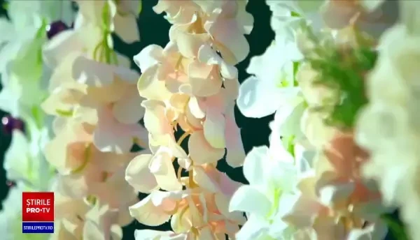 Cîțu: Nunțile vor putea avea loc doar dacă invitații vor avea certificat covid digital