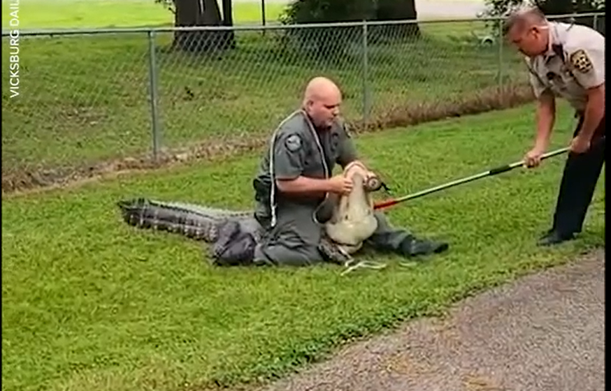 Cum a fost descoperit un artefact vechi de 6000 de ani în stomacul unui aligator