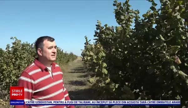 Se vor scumpi chiar și alunele în România. Producția s-a redus la jumătate