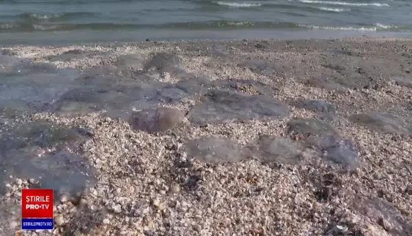 Invazie de meduze mov pe plajele românești. De ce trebuie să le ocolească turiștii