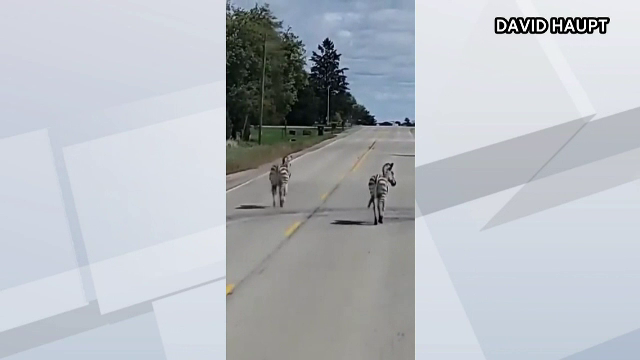 Surpriză pentru mai mulți șoferi aflați pe o șosea din Wiscounsin. S-au trezit cu două zebre pe carosabil
