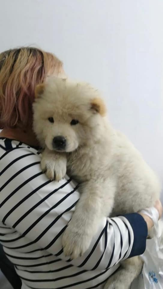 O femeie a rămas fără cățelușa de rasă, în Iași. Hoții i-au luat-o din brațe, dar a fost găsită după 7 săptămâni