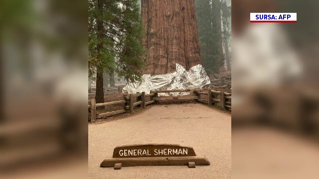 Cel mai mare copac de pe Pământ, un sequoia vechi de 2.500 de ani, a fost acoperit în folie rezistentă la incendiu