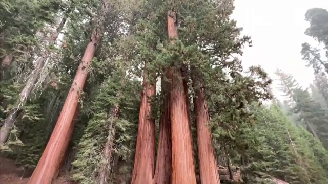 Cel mai mare copac din lume, amenințat de incendiile de vegetație din SUA. Cum se încearcă protejarea arborilor sequoia