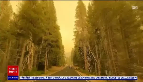 Cel mai mare copac din lume, amenințat de incendiile de vegetație din SUA. Cum se încearcă protejarea arborilor sequoia