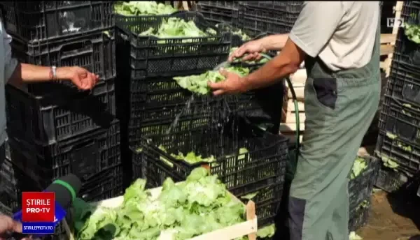 Tinerii care vor să fie fermieri pot primi 70.000 de euro ajutor. Ce trebuie să facă