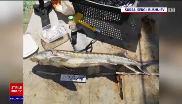 Repopularea Dunării cu sturioni a fost un succes. Unde a fost prins nisetru aruncat în fluviu în 2015