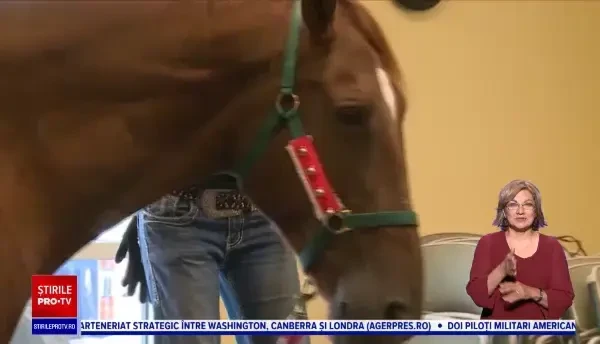 Angajații unei librării au adoptat un cal pe nume Hank. Animalul face boacăne, dar copiii îl adoră