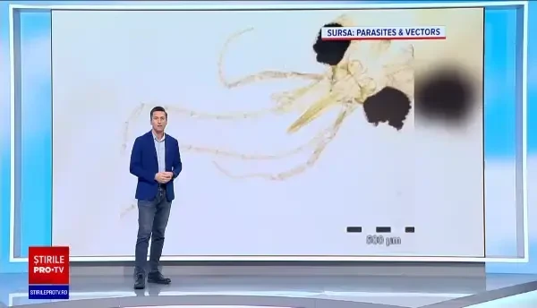 Cum arată o nouă insectă descoperită în România care va purta numele Simonei Halep