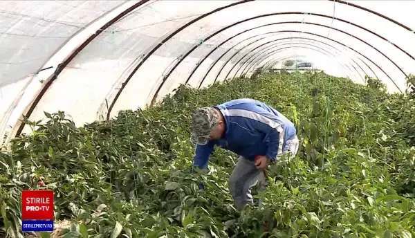 Gogoșarii, marfă tot mai rară și scumpă în piețe. Căldura, seceta și dăunătorii au afectat culturile