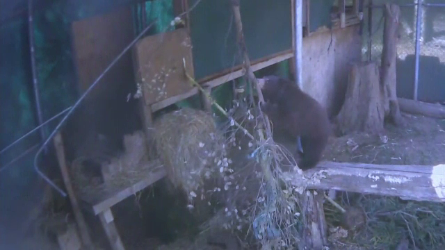 Incendiile din California au afectat și animalele. Cum sunt ținuți în viață câțiva pui de urs care au rămas orfani