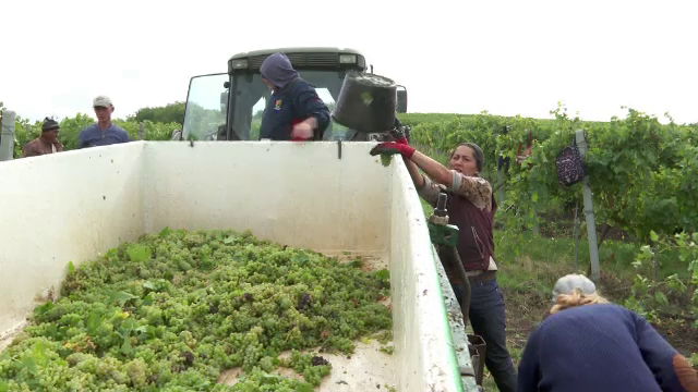 Un an bun pentru vinul românesc. Podgoriile din România se bucură de o recoltă foarte bună de struguri