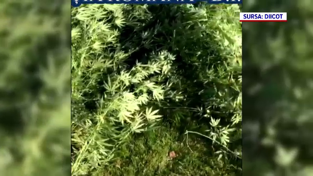 Imaginaţia traficanţilor de droguri este foarte bogată. Unde a făcut o seră de canabis un tânăr din Satu Mare